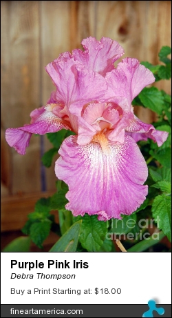 Purple Pink Iris by Debra Thompson - Photograph - Photography