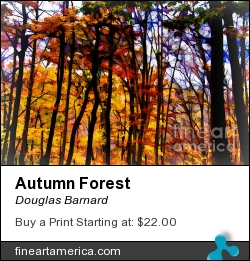 Autumn Forest by Douglas Barnard - Photograph - Digitally Enhanced Photographs