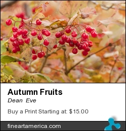 Autumn Fruits by Dean  Eve - Photograph - Photograph