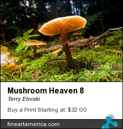 Mushroom Heaven 8 by Terry Elniski - Photograph - Photography