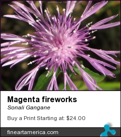Magenta Fireworks by Sonali Gangane - Photograph - Photography
