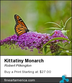 Kittatiny Monarch by Robert Pilkington - Photograph - Photography