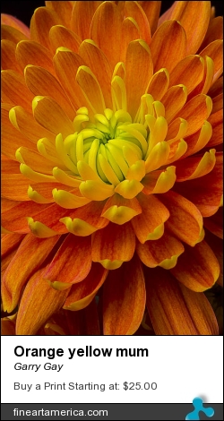Orange Yellow Mum by Garry Gay - Photograph - Photography