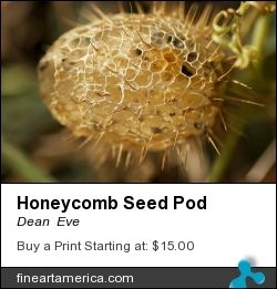 Honeycomb Seed Pod by Dean  Eve - Photograph - Photograph