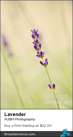 Lavender by HJBH Photography - Photograph - Photographs - Photography, Photographs