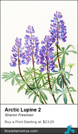 Arctic Lupine 2 by Sharon Freeman - Painting - Watercolor On Paper