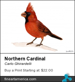 Northern Cardinal by Carlo Ghirardelli - Painting - Watercolor