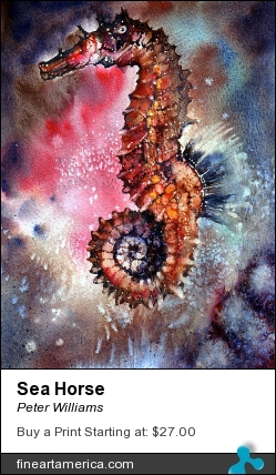 Sea Horse by Peter Williams - Painting - Watercolour