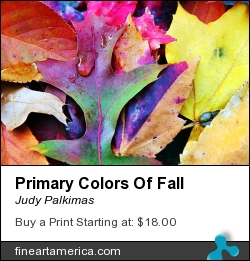 Primary Colors Of Fall by Judy Palkimas - Photograph - Photography,photograph