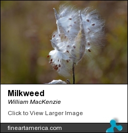 Milkweed by William MacKenzie - Glass Art - Photo
