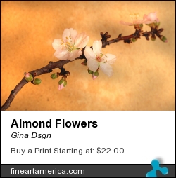 Almond Flowers by Gina Dsgn - Photograph - Photography