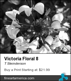 Victoria Floral 8 by T Steinderson - Photograph - Photography