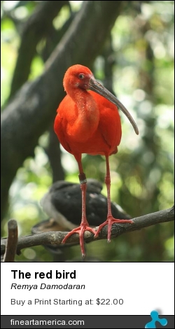 The Red Bird by Remya Damodaran - Painting - Photography