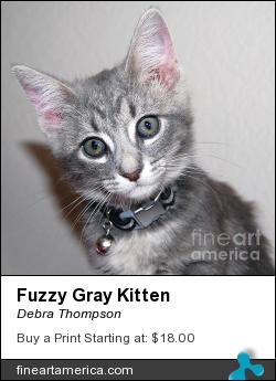 Fuzzy Gray Kitten by Debra Thompson - Photograph - Photography