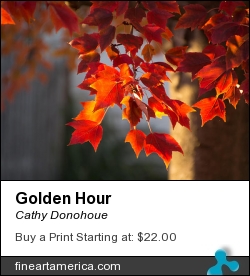 Golden Hour by Cathy Donohoue - Photograph - Photography