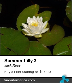 Summer Lilly 3 by Jack Ross - Photograph