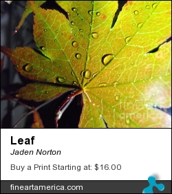 Leaf by Jaden Norton - Photograph