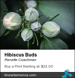 Hibiscus Buds by Renette Coachman - Photograph - Digital Photograph