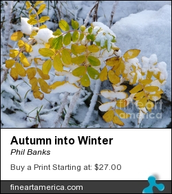 Autumn Into Winter by Phil Banks - Photograph