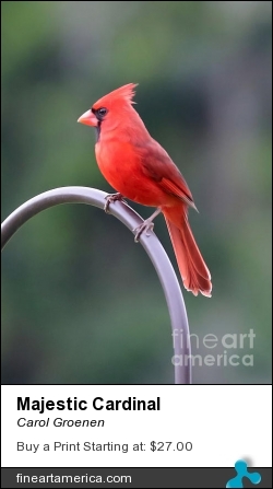 Majestic Cardinal by Carol Groenen - Photograph - Photography - Digital Art