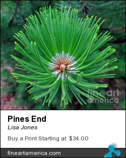 Pines End by Lisa Jones - Photograph - Photography