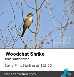 Woodchat Shrike by Arik Baltinester - Photograph - Photo Print