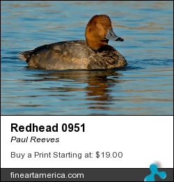 Redhead 0951 by Paul Reeves - Photograph