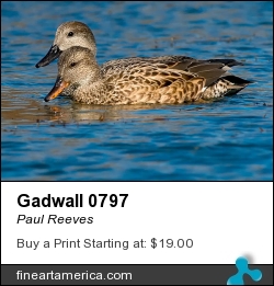 Gadwall 0797 by Paul Reeves - Photograph