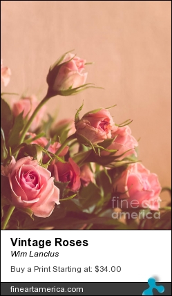 Vintage Roses by Wim Lanclus - Photograph - Photograph