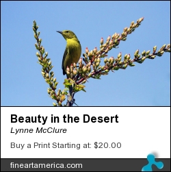 Beauty In The Desert by Lynne McClure - Photograph - Photography