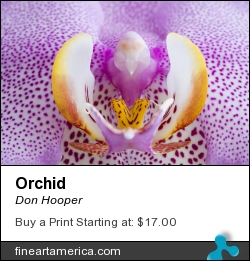 Orchid by Don Hooper - Photograph - Photography