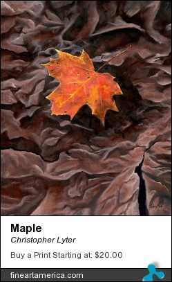 Maple by Christopher Lyter - Painting - Oil On Linen