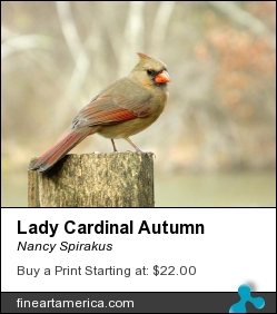 Lady Cardinal Autumn by Nancy Spirakus - Photograph - Photograph
