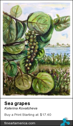 Sea Grapes by Katerina Kovatcheva - Painting - Watercolor