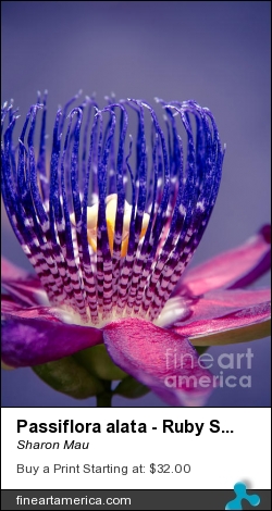 Passiflora Alata - Ruby Star - Ouvaca - Fragrant Granadilla - Winged-stem Passion Flower by Sharon Mau - Photograph - Photography - Macro