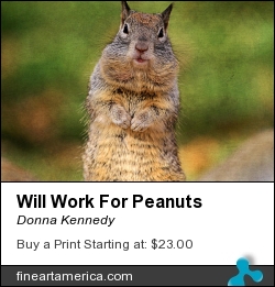Will Work For Peanuts by Donna Kennedy - Photograph - Photograph-textured