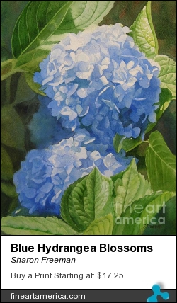 Blue Hydrangea Blossoms by Sharon Freeman - Painting - Watercolor On Paper