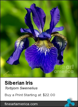 Siberian Iris by Torbjorn Swenelius - Photograph - Photography