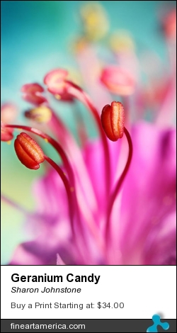 Geranium Candy by Sharon Johnstone - Photograph - Photography