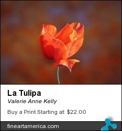 La Tulipa by Valerie Anne Kelly - Photograph - Photography