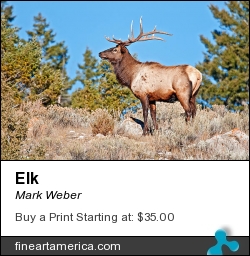 Elk by Mark Weber - Photograph - Photographs