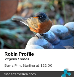 Robin Profile by Virginia Forbes - Photograph - Photograph