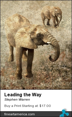 Leading The Way by Stephen Warren - Photograph - Giclee Print