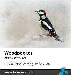 Woodpecker by Heike Hultsch - Photograph - Fotografie