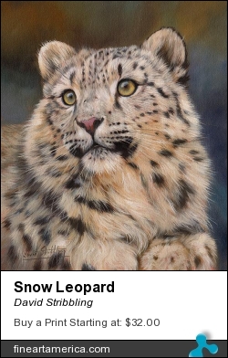 Snow Leopard by David Stribbling - Painting - Oil On Canvas