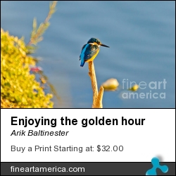 Enjoying The Golden Hour by Arik Baltinester - Photograph - Photo Print
