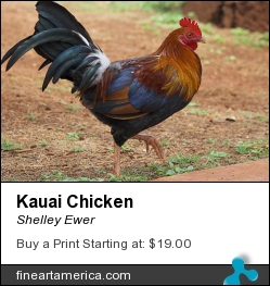 Kauai Chicken by Shelley Ewer - Photograph - Photography