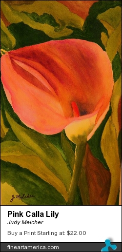 Pink Calla Lily by Judy Melcher - Painting - Watercolor On 140 Lb. Cold Press Paper