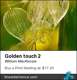 Golden Touch 2 by William MacKenzie - Photograph - Photo