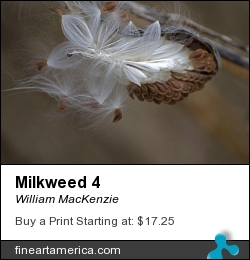 Milkweed 4 by William MacKenzie - Photograph